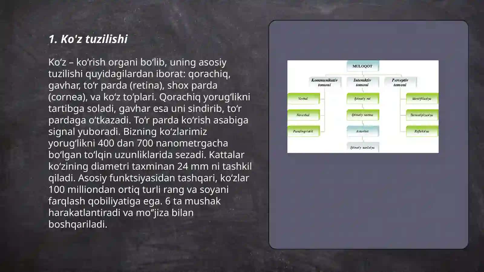 Inson fotoresepsiyasining morfologik asoslari 3