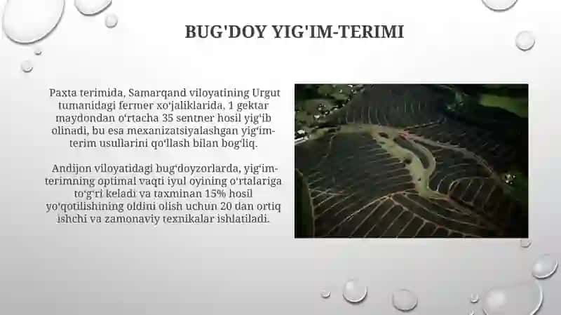 Fermer xo'jaligida paxta va bug'doy yetishtirish jarayonlari 3