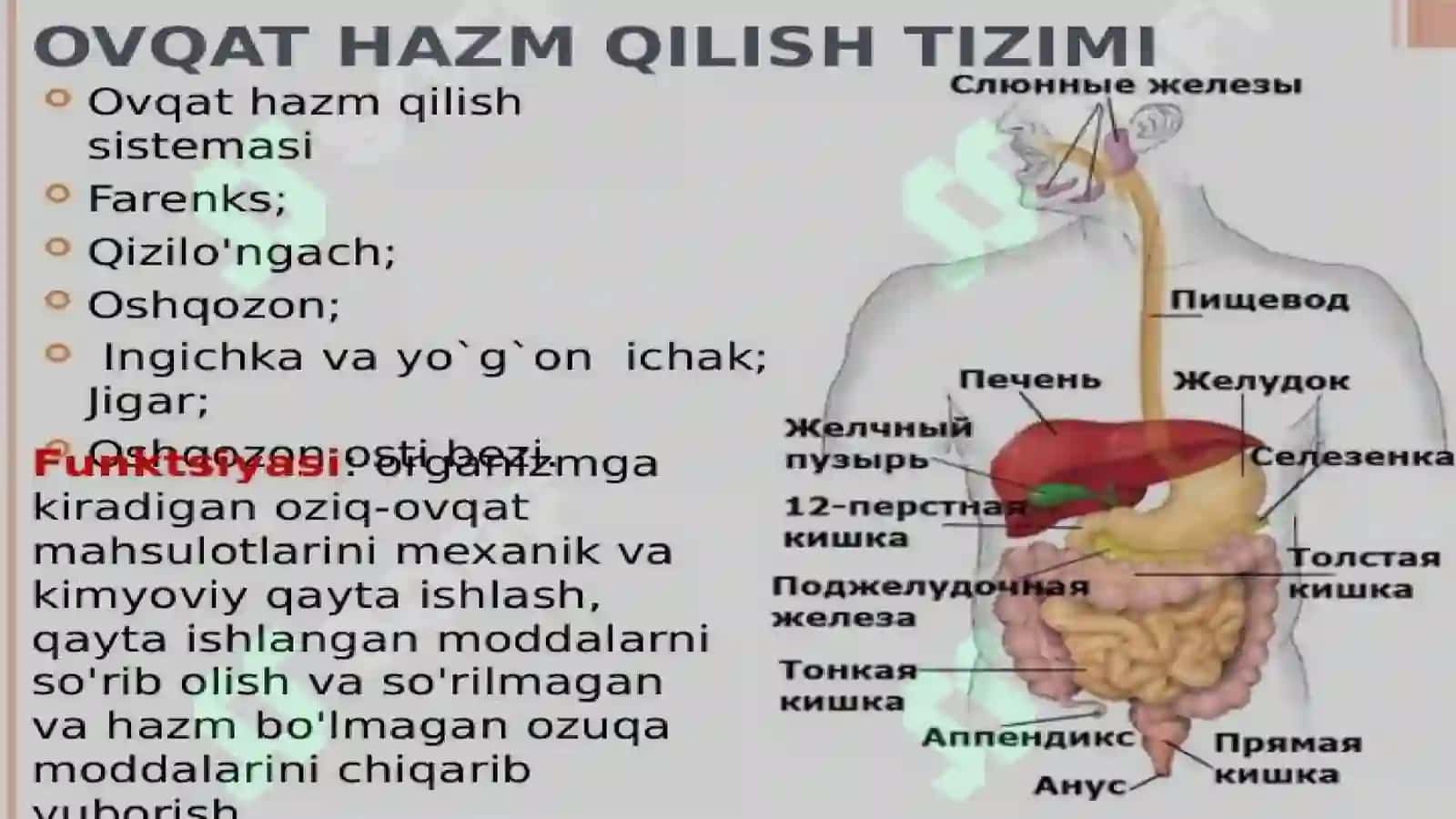 Hamshiralik tekshiruvi 3