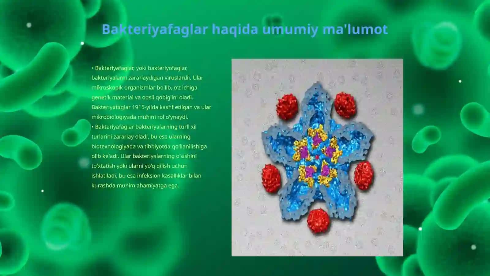 Bakteriyafaglar haqida umumiy ma'lumot 3