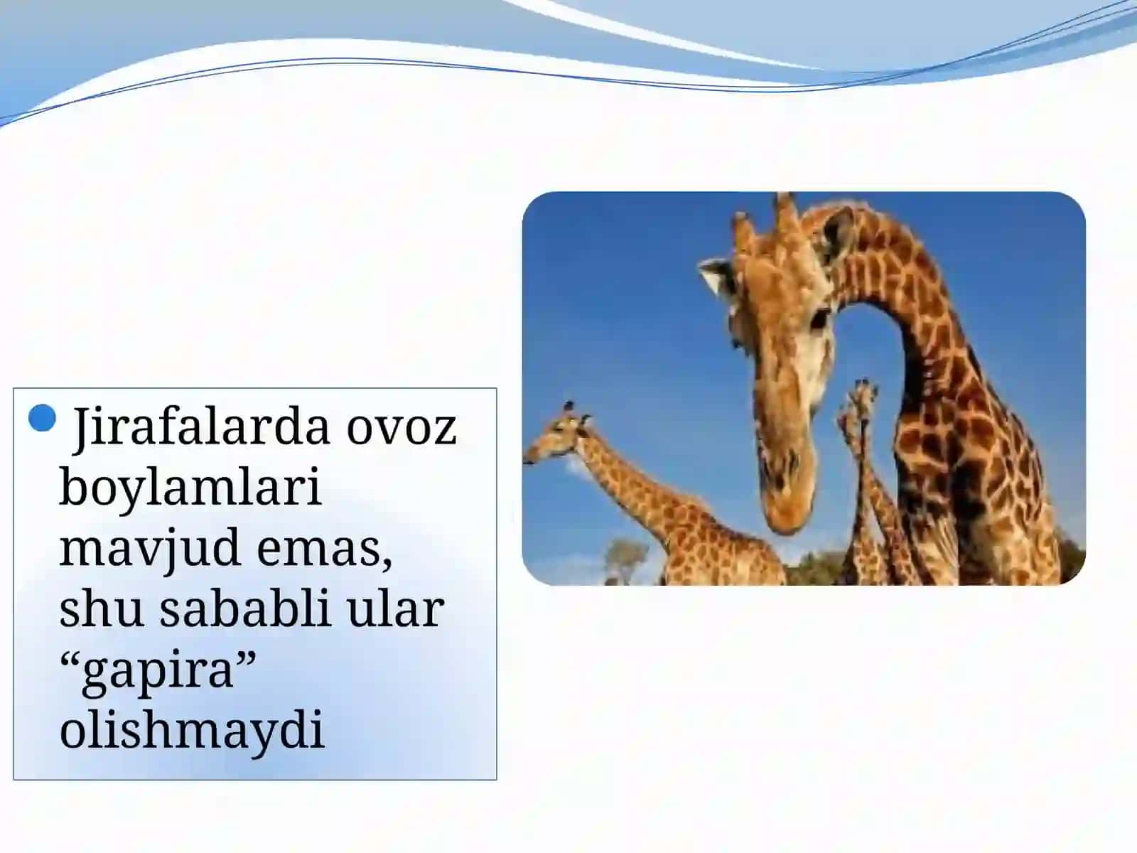 Yersayyorasi 3