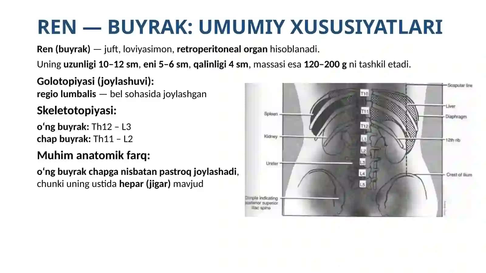 Systema urinaria: Anatomiyasi, tuzilishi va funksional ahamiyati 3