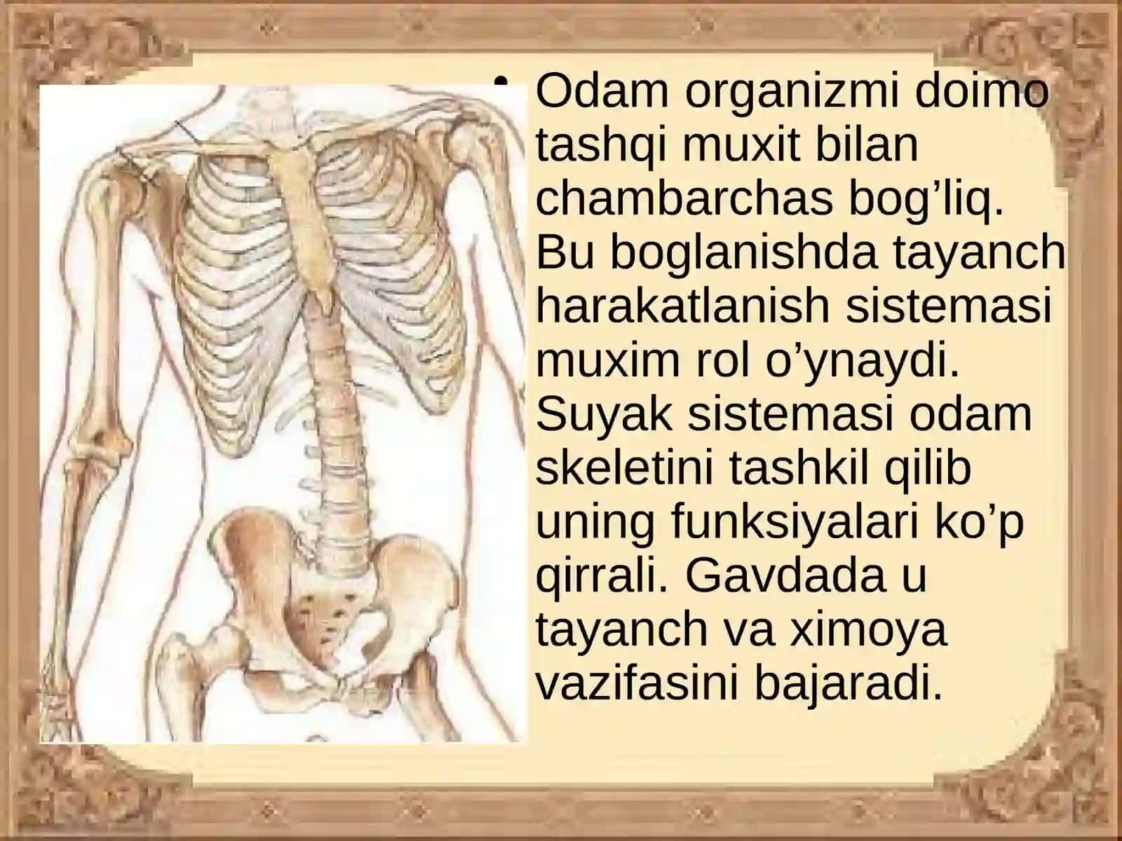 Tayanch vaharakat tizimining yoshga bog'liq xususiyatlari va gigiyenasi 3