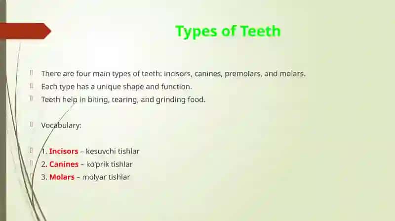Types of Teeth 3