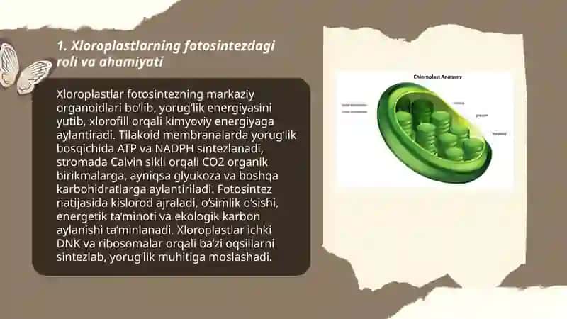 Plastidalarning o’simlik organizmidagi ahamiyati 3