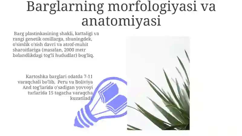 Kartoshka oʻsimligining morfobiologik asoslari 3