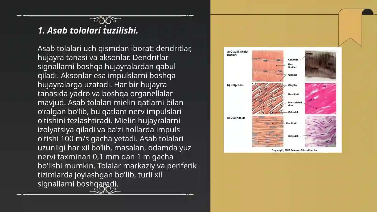 Asab tolalari fiziologiyasi. Sinapslar fiziologiyasi 3