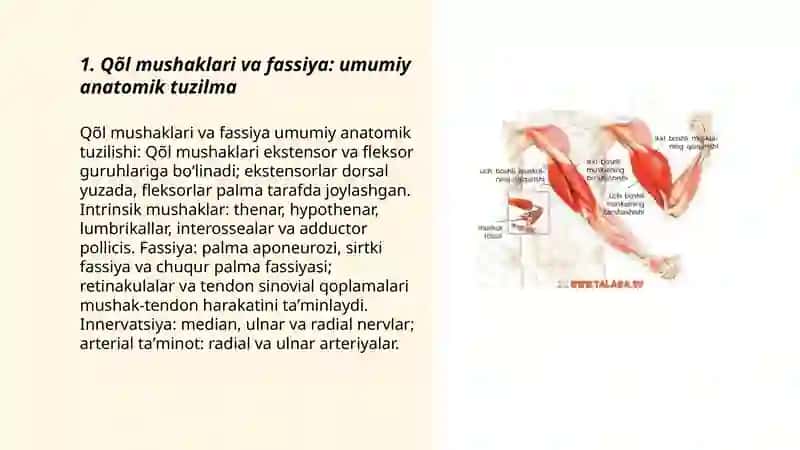 Qõl mushaklari va fassiya 3