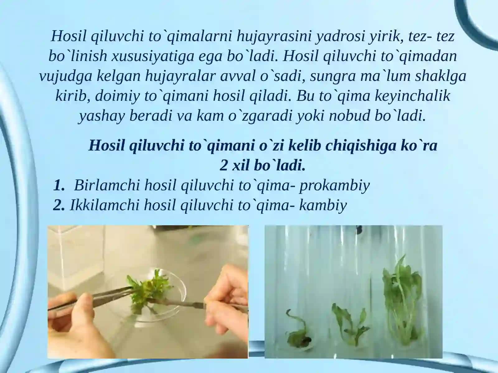O`simliкlarning to`qimalari 3