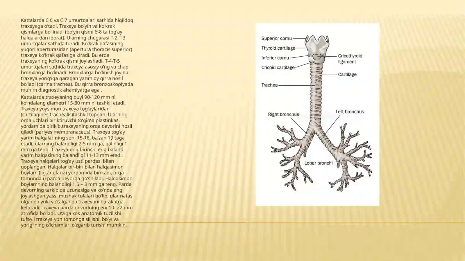 Traxeya,brox va o’pkaning anatomik-fiziologik xususiyatlari 3