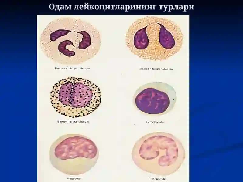Одамнинг қон яратилиши 3