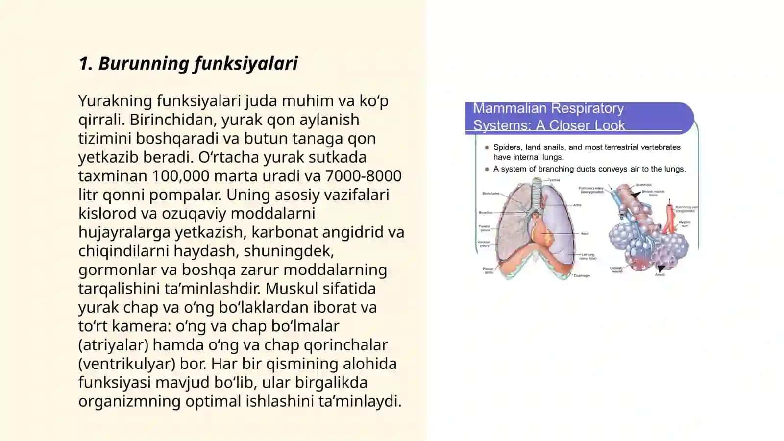 Nafas olish sistemasida burun boshligi anatomiyasi 3
