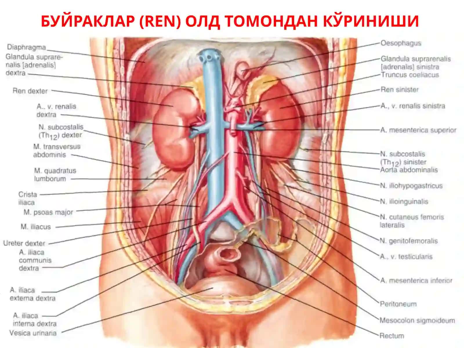 Сийдик ва таносил аъзоларининг тузилиши, вазифалари ва аҳамияти 3