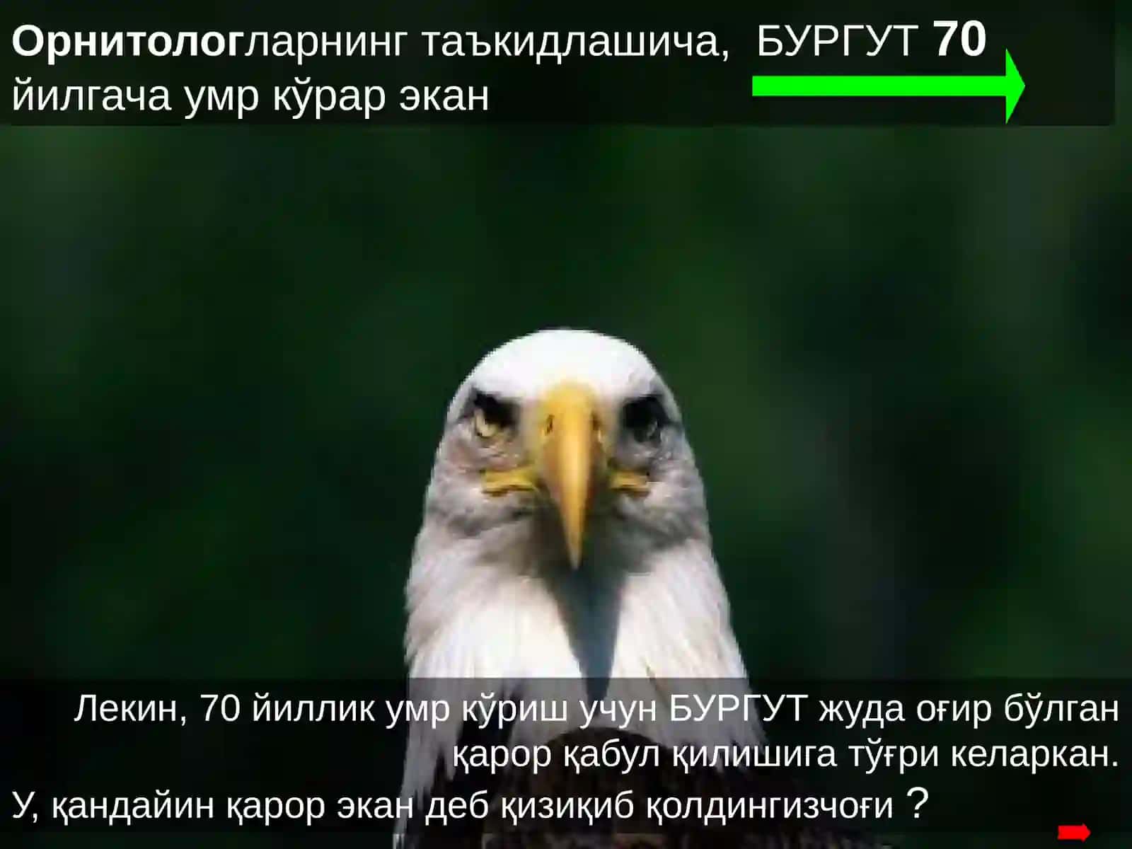 Бургут ҳаётидан сабоқ 3