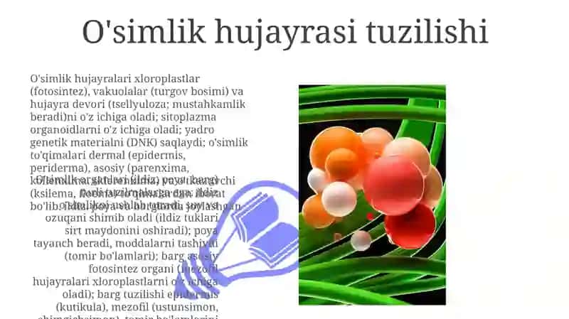 O'simlik hujayrasi tuzilishi 3