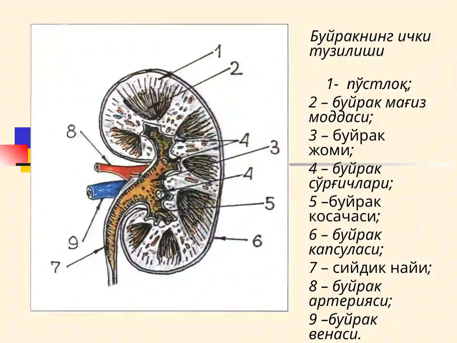 МАЪРУЗА № 13 - БУЙРАК КАСАЛЛИКЛАРИ БИЛАН КАСАЛЛАНГАН БЕМОРЛАРНИ ТЕКШИРИШ. АСОСИЙ КЛИНИК СИНДРОМЛАР. БУЙРАК ЕТИШМОВЧИЛИГИ 3