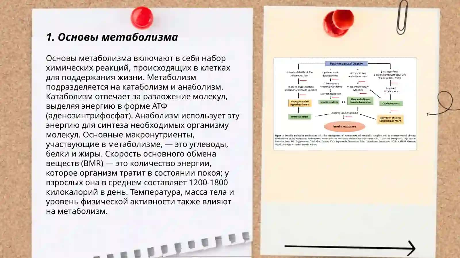 Образование и расход энергии в процессе метаболизма 3