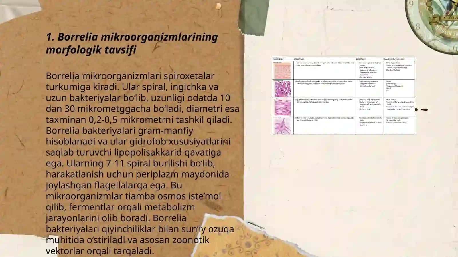 Borreliozlar morfologiyasi, strukturasi tarqalganligi keltirib chiqaruvchi kassalliklari labaratoriya diagnostikasi 3