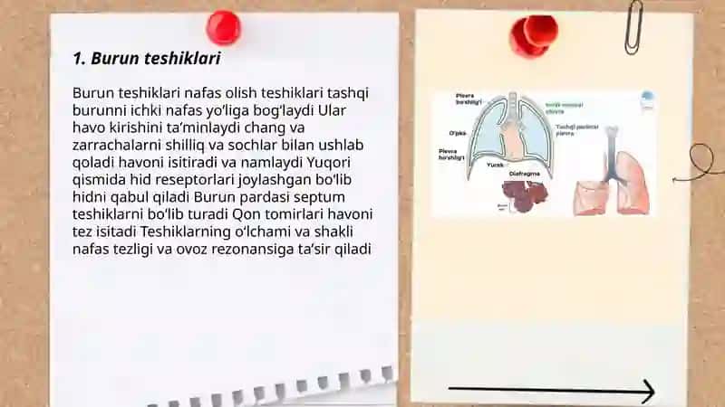 Nafas tizimi aʼzolari 3