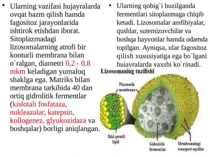 Lizosomalar va ulning tuzilishi 3