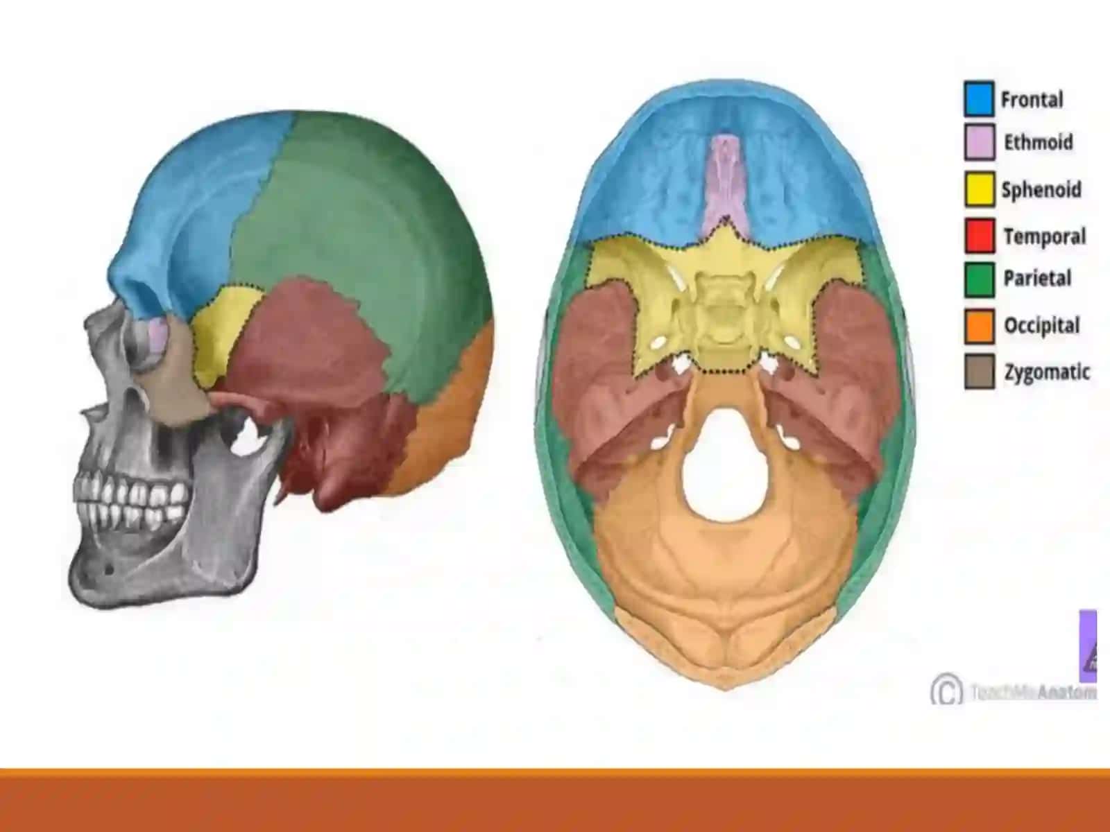 Osteologiya.Boshskeleti.Kallaning miya qismi suyaklari 3