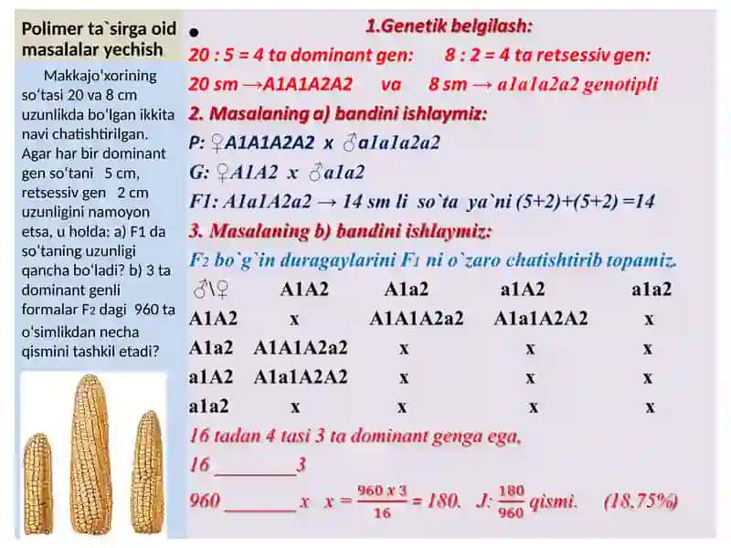 “GENLARNING    O`ZARO    POLIMER    TA`SIRLANISHIGA    OID   MASALALAR YSHISH” MAVZUSIDA    TAYYORLAGAN  SLAYDI 3
