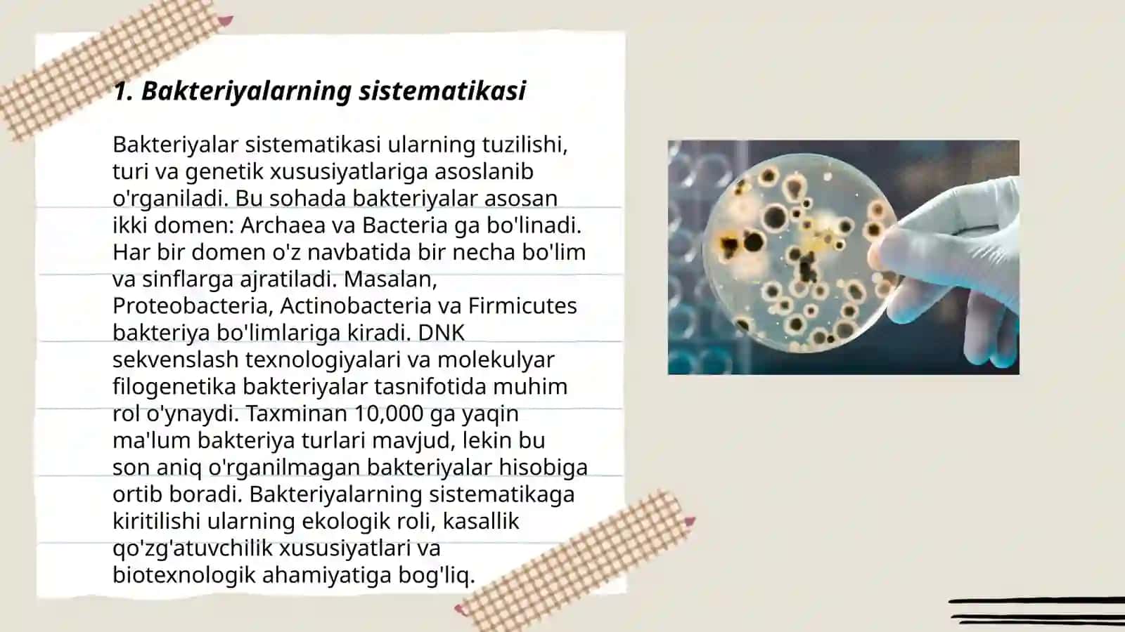 Bakteriyalarning sistematikasi, tuzilishi, tarqalishi va ahamiyati 3