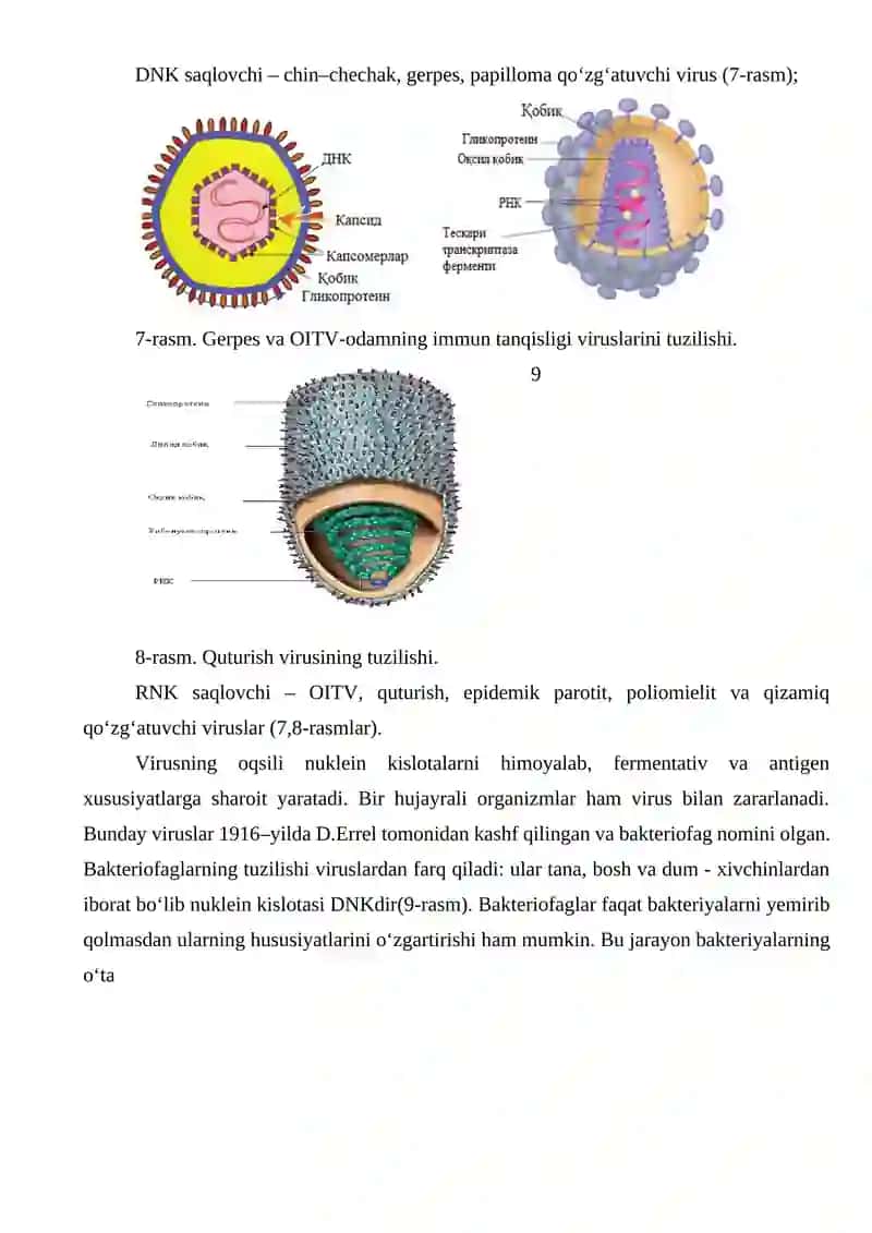VIRUSLAR. PRO-EUKARIOT HUJAYRALAR 3