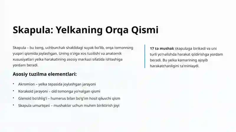Yelka Kamari Suyaklari: Anatomiya va Vazifalar 3