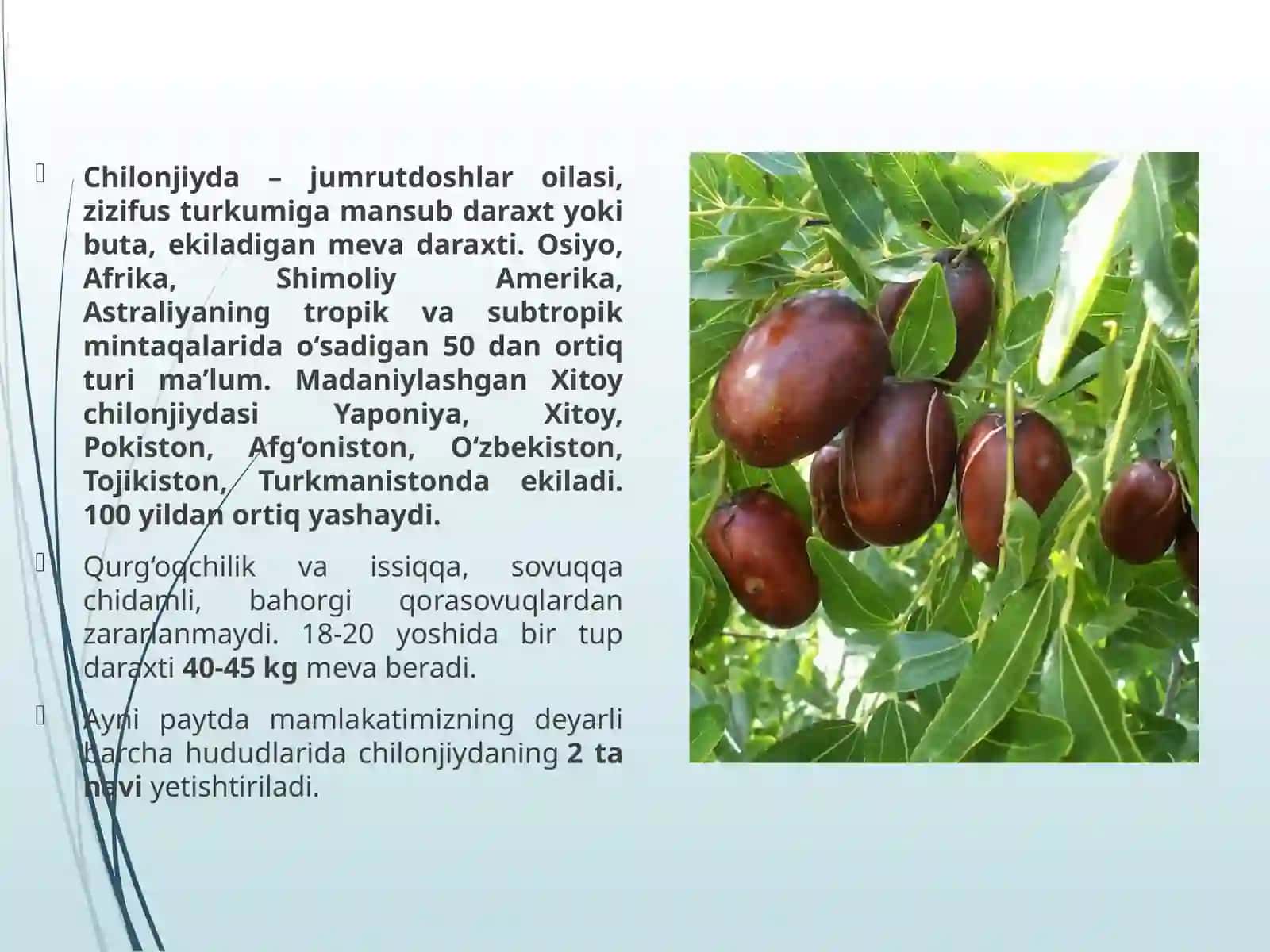 CHILONJIYDA 3