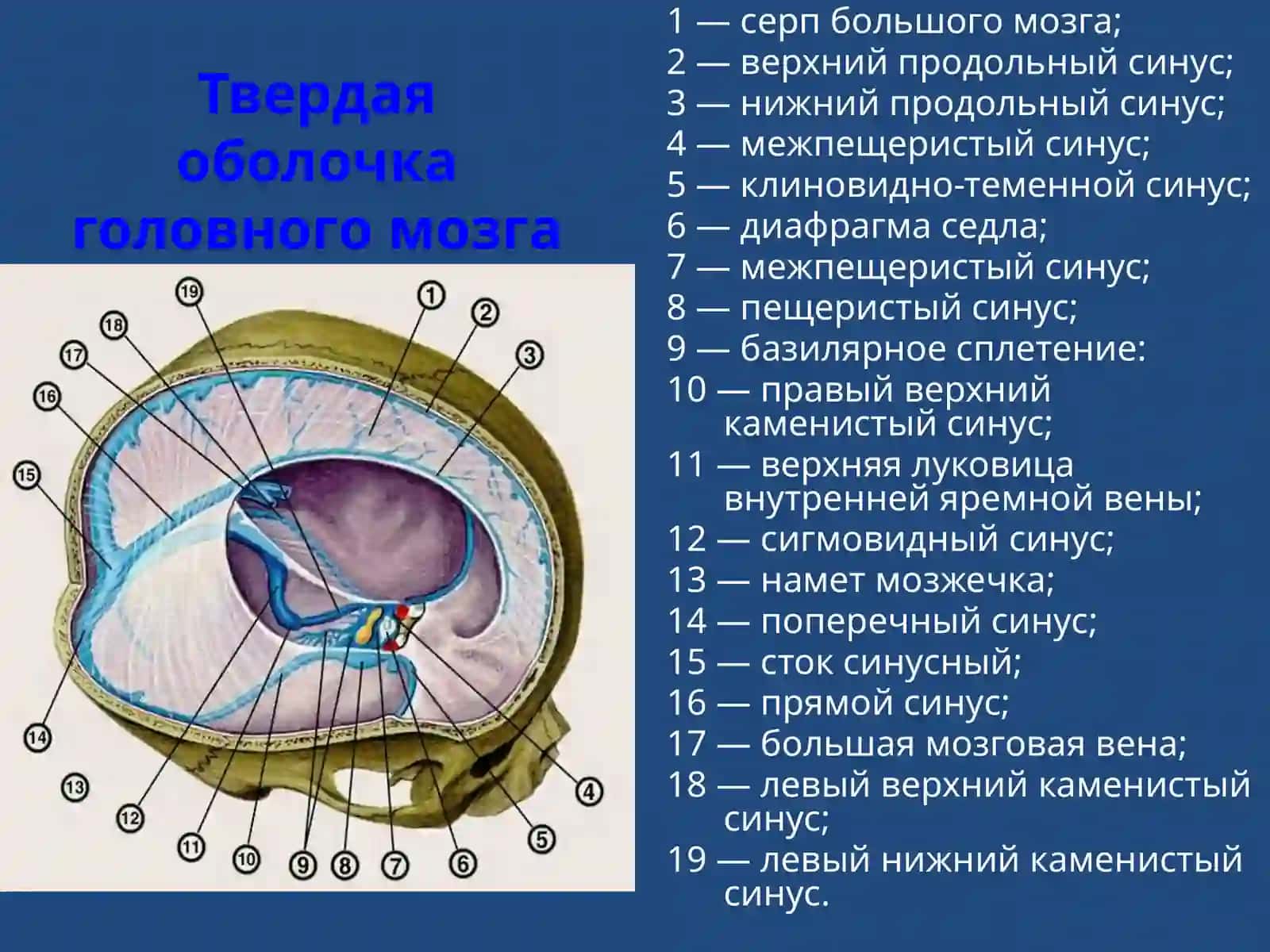 Менингиты 3