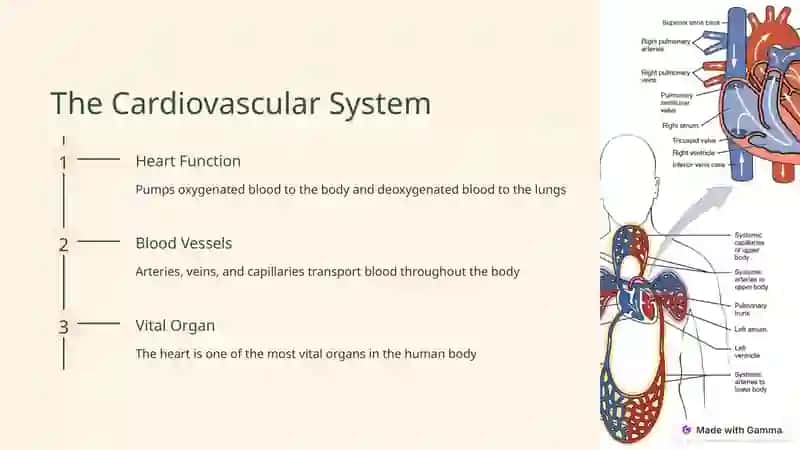 Exploring Human Anatomy 3