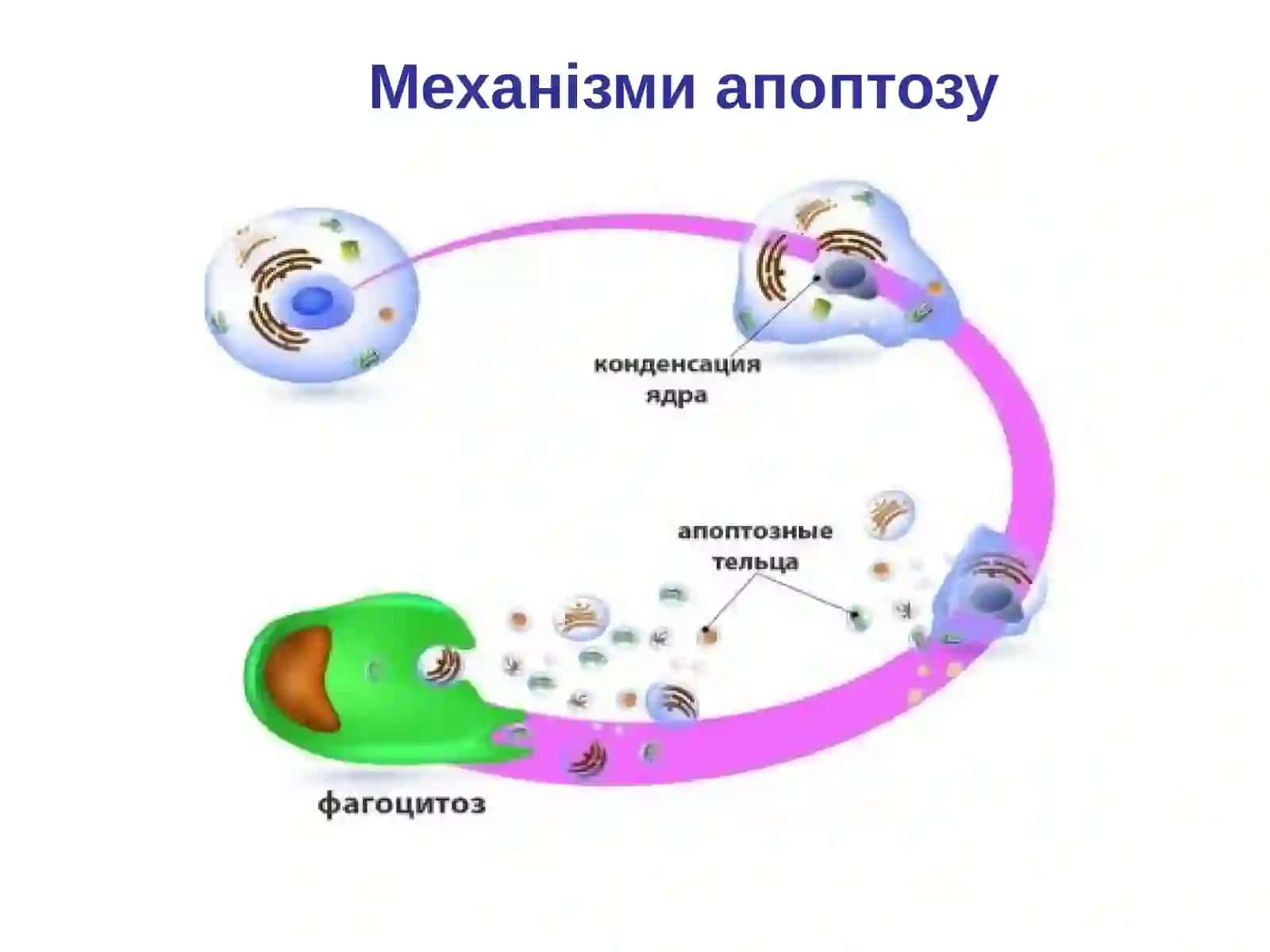 Апоптоз: запрорамована загибель клітин 3
