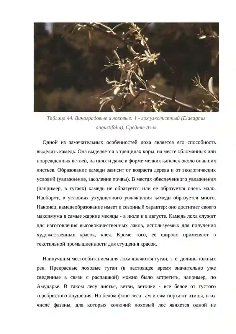 Лоховые (Elaeagnales) (И. Т. Васильченко) 3