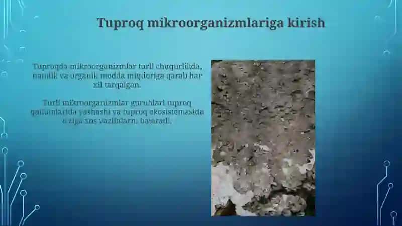 Tuproq mikroorganizmlarning tuproqda tarqalishi 3