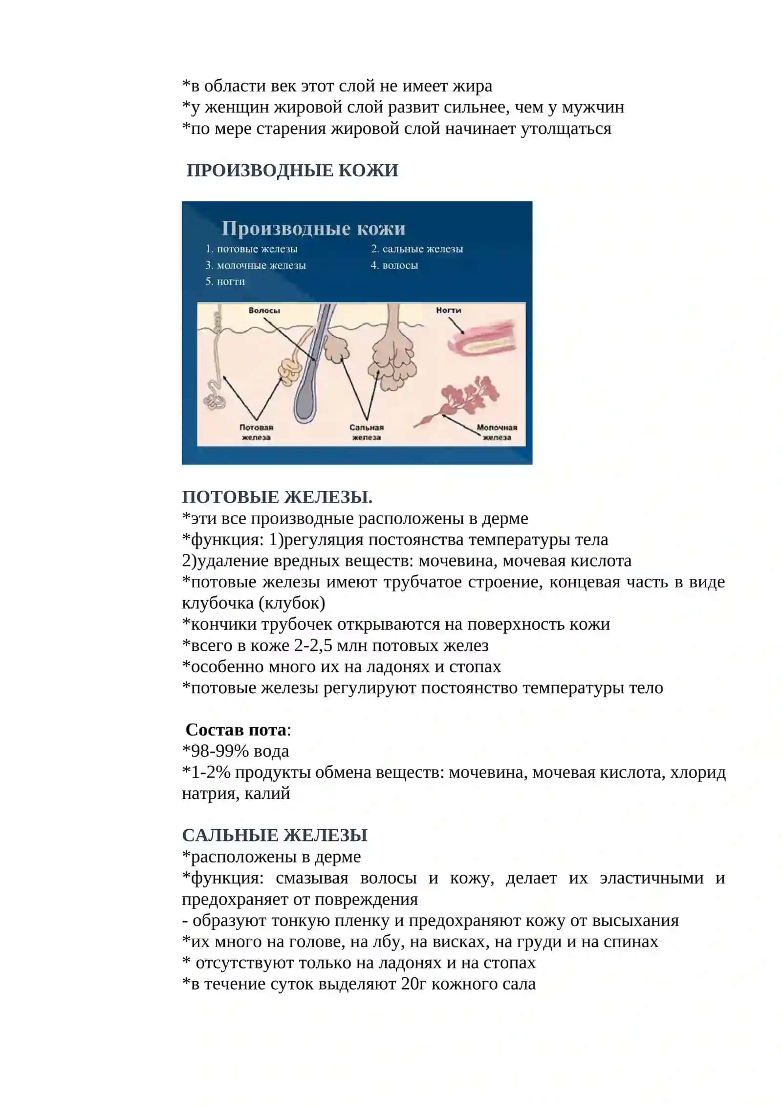 УРОК.10 КОЖА И МОЧЕВЫДЕЛИТЕЛЬНАЯ СИСТЕМА 3