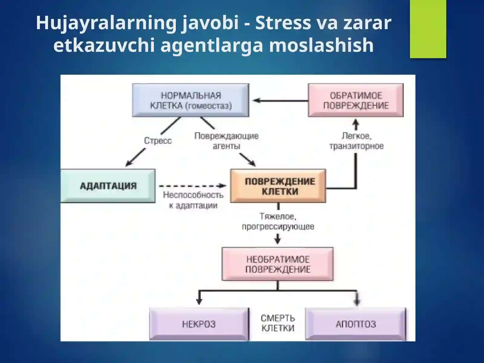 Nekroz. Apoptoz. Tushuncha, tasnifi Morfologiyasi, natijalari va organizm uchun ahamiyati 3