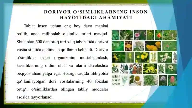Dorivor oʻsimliklarning shifobaxshligini vitaminlar va biologik faol moddalarga bogʻliqligi 3