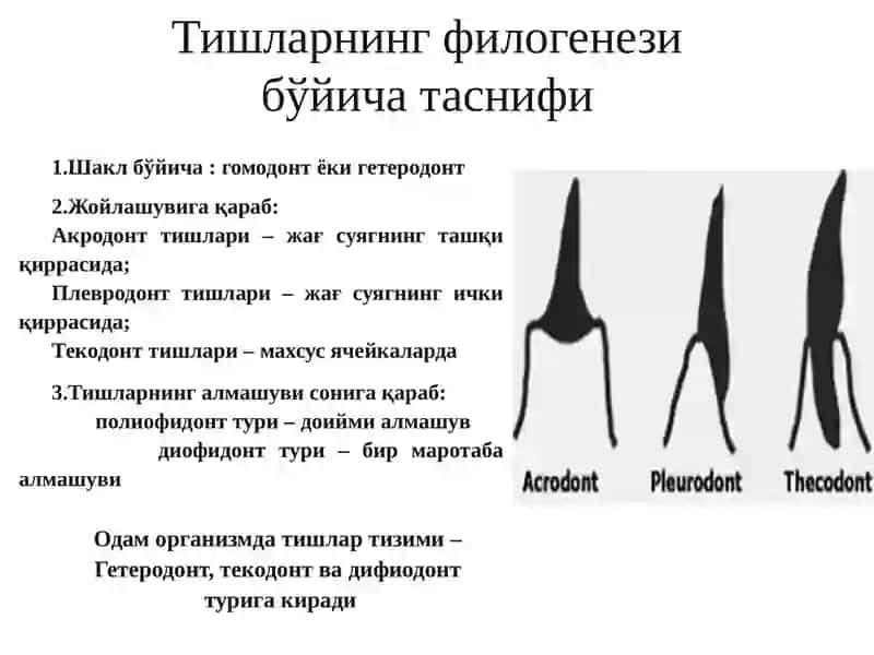 Тишлар тараққиёти 3