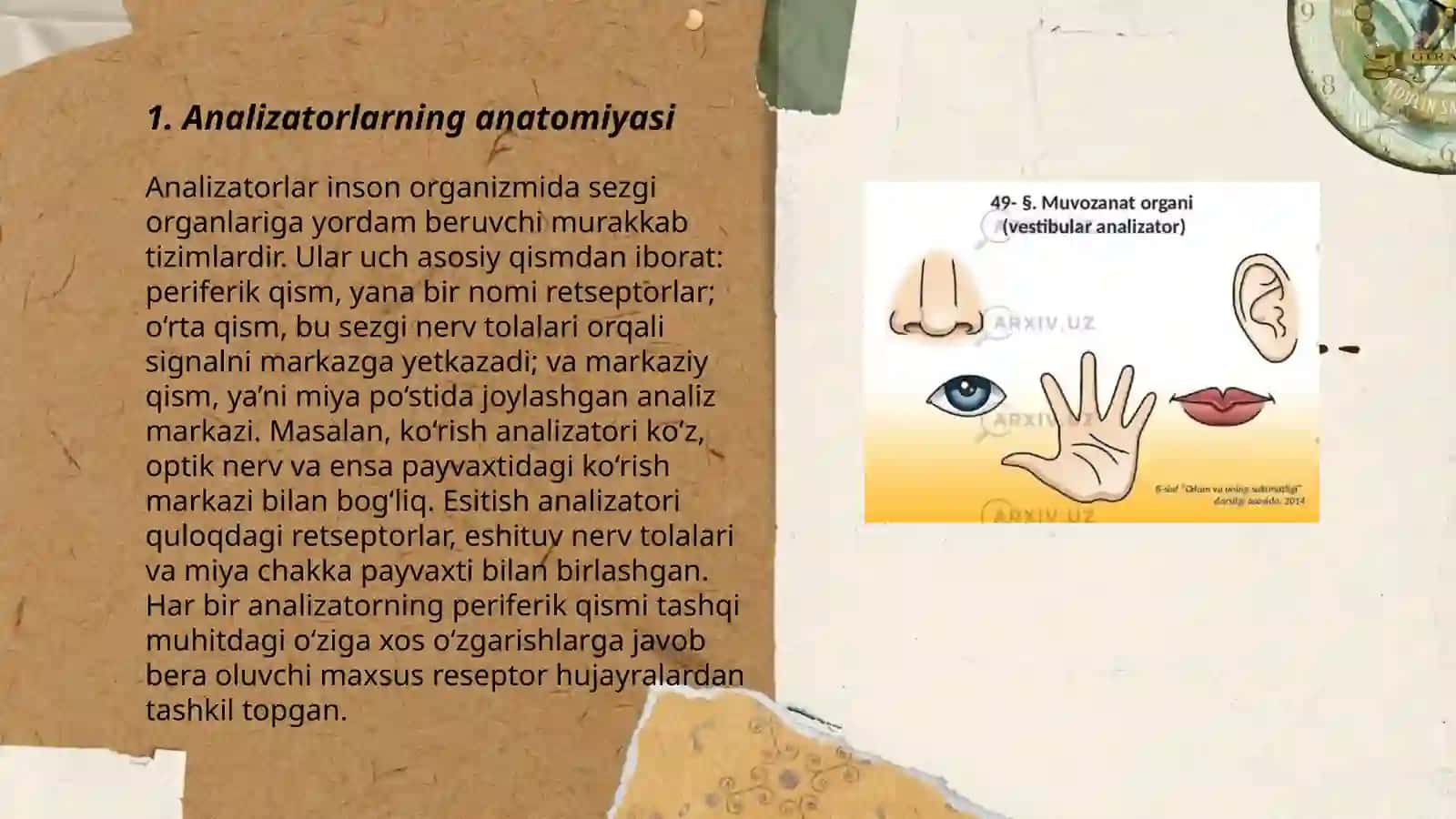 Analizatorlarning yosh xususiyatlari va gigienasi 3