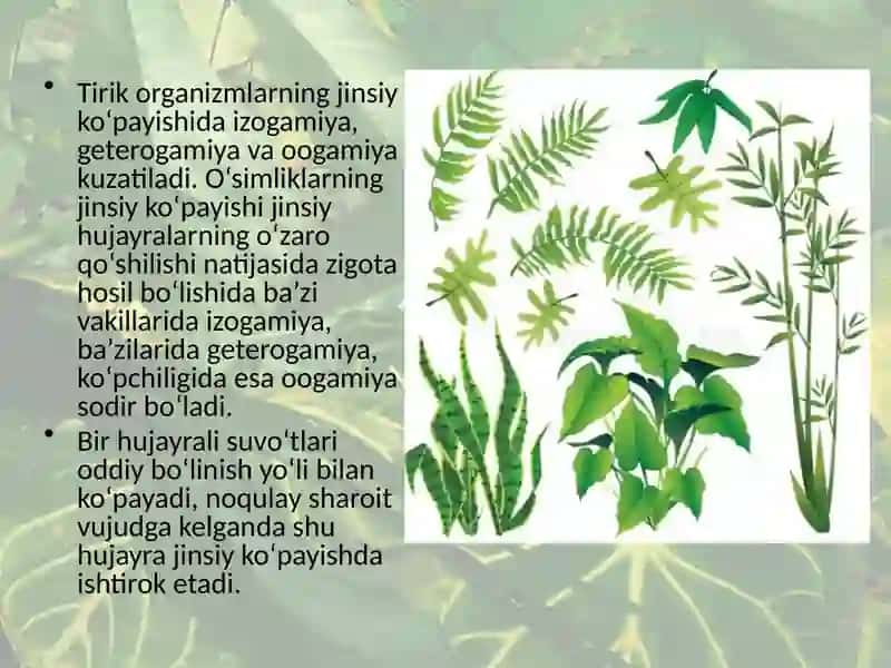 O‘simliklarning vegetativ va generativ organlari 3