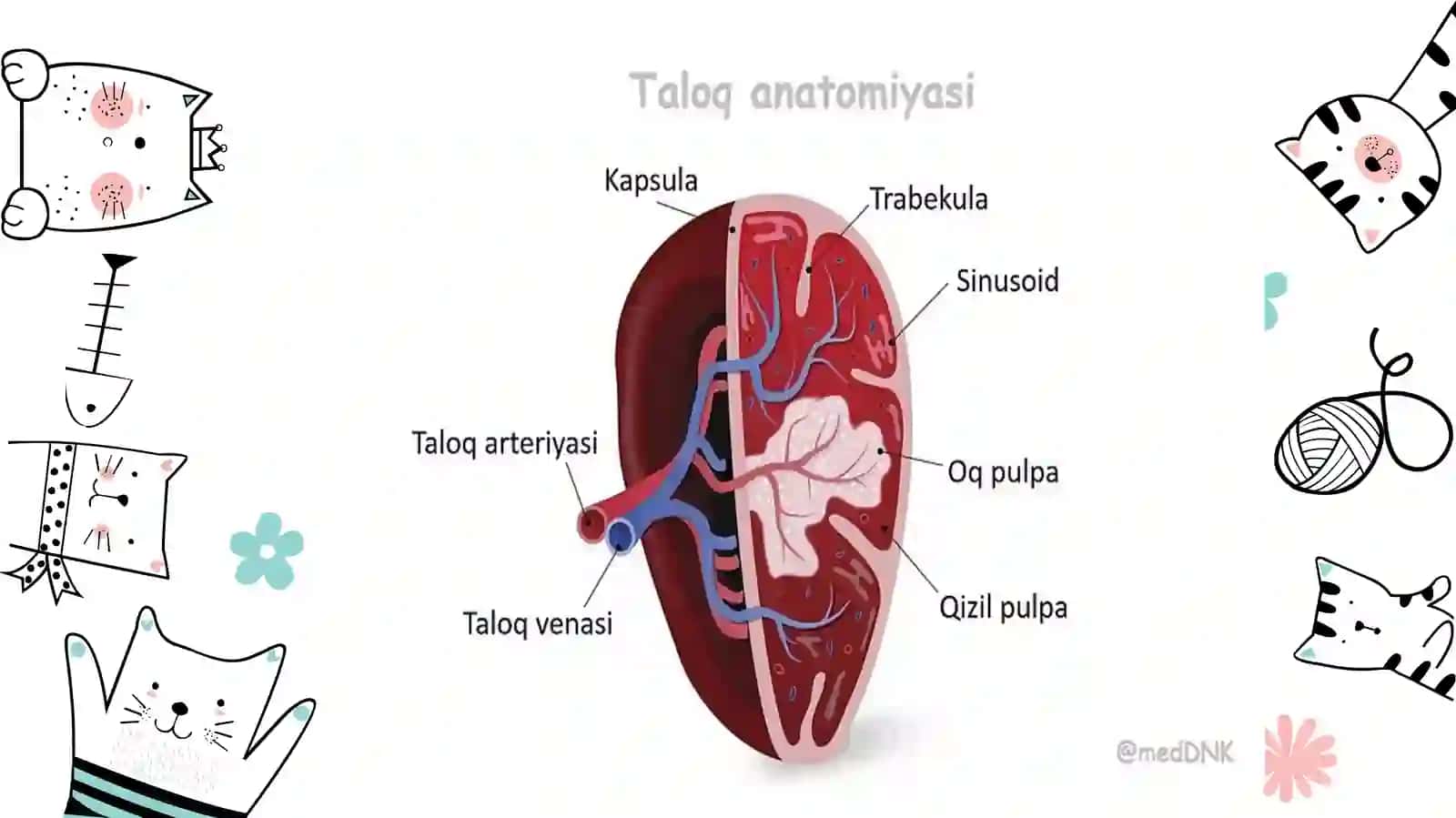 Taloqkasalliklari 3