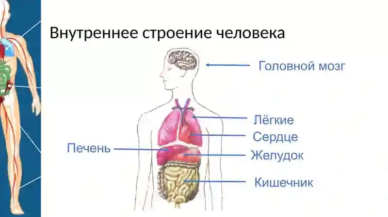 Строение тела человека 3