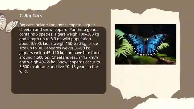 Big Cats 3