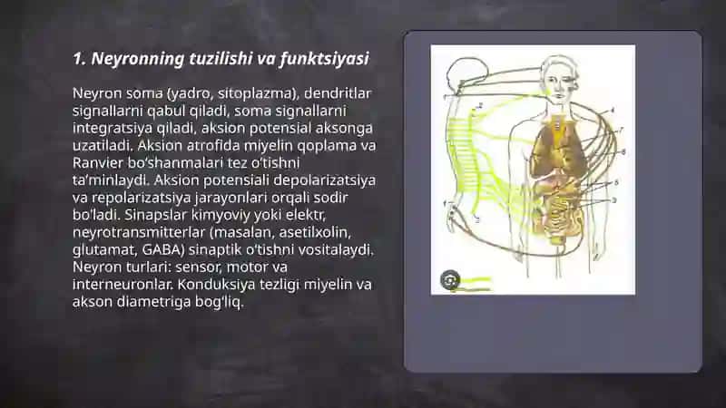 Nerv tiziminig umumiy fiziologiyasi 3
