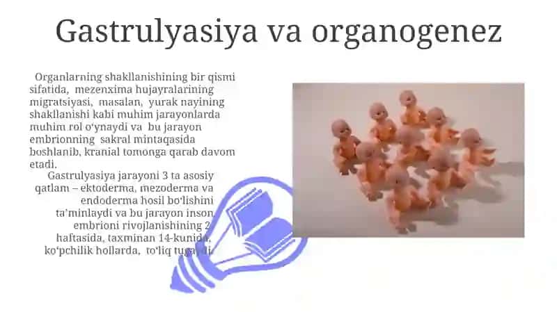 Gastrulyasiya va organogenez 3