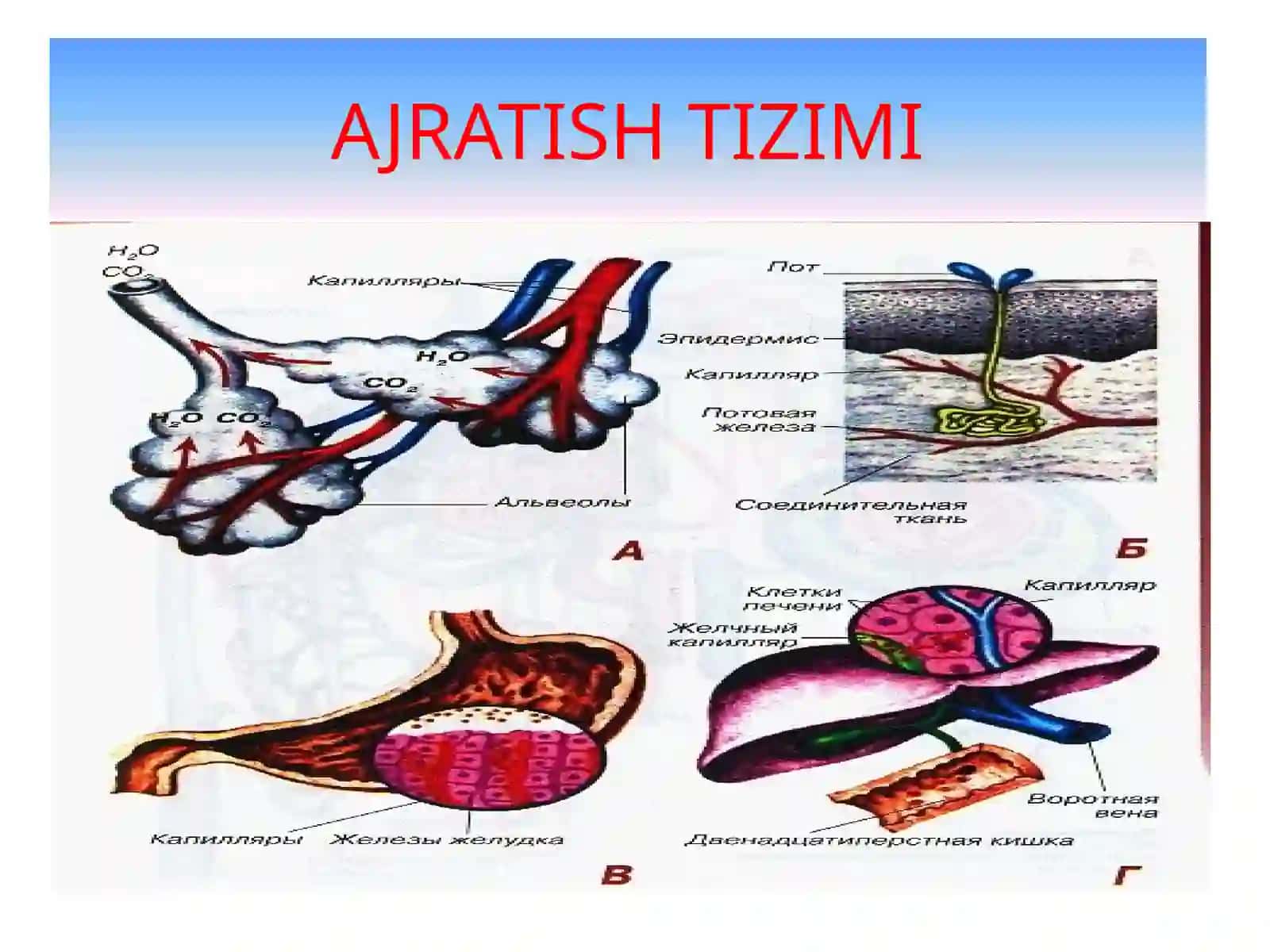 AJRATISH A’ZOLARI FIZIOLOGIYASI 3