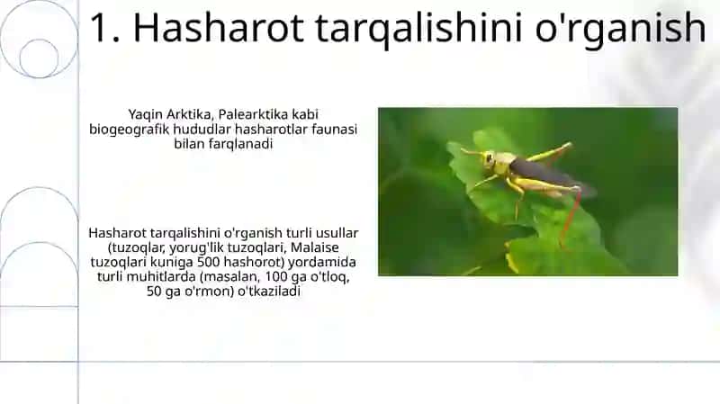 Hasharatlar zoogeografiyasi va uni oʻrganish usullari 3