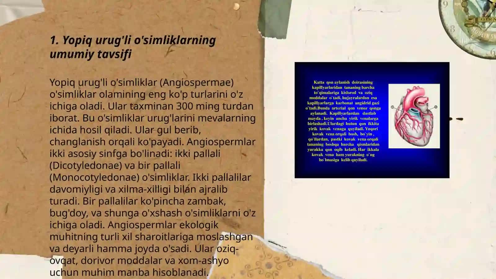 Yopiq urug'li o'simliklar tasnifi, gul tuzilishi va to'pgullar 3