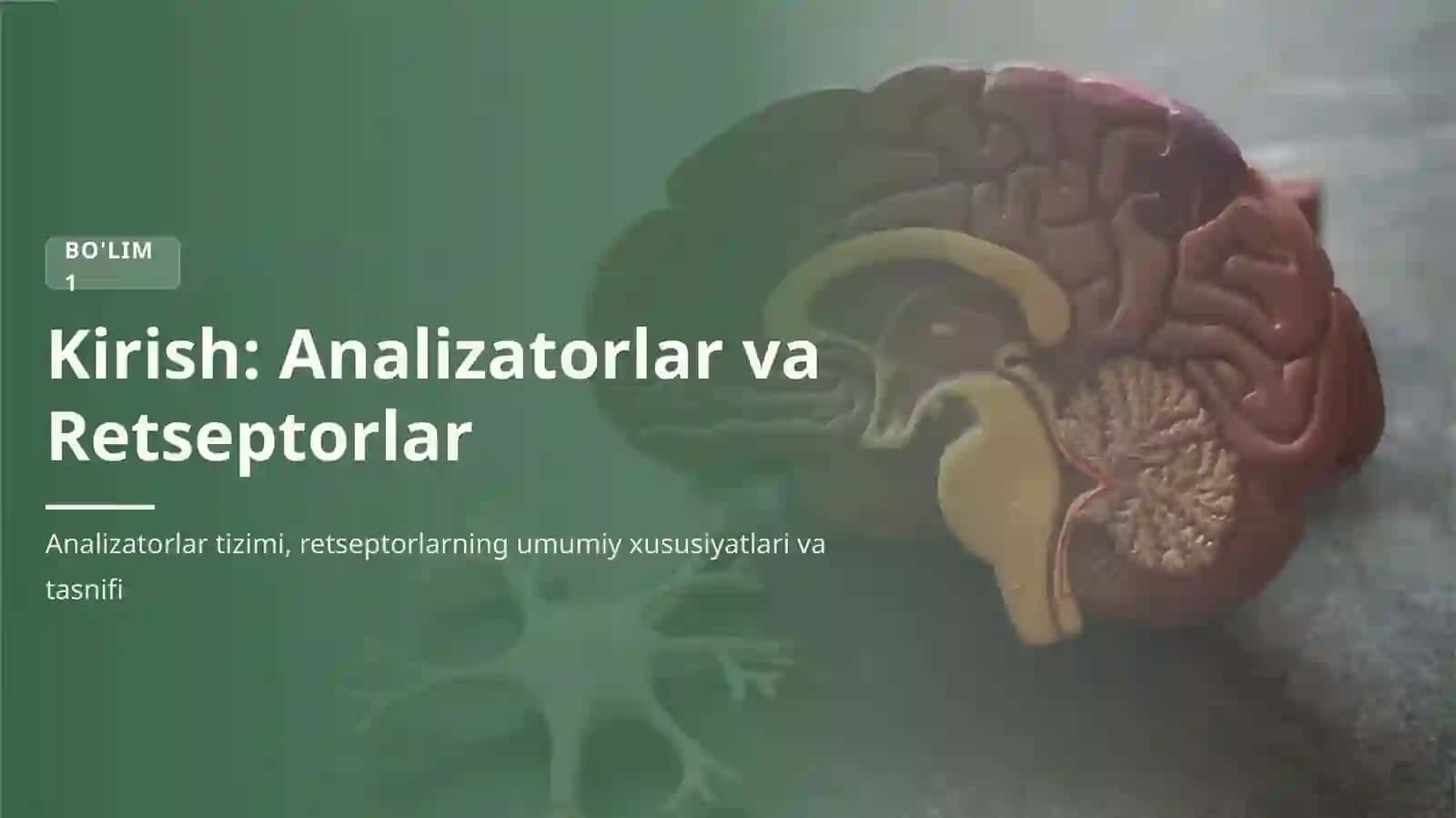 Analizatorlar Fiziologiyasi va Retseptorlar 3